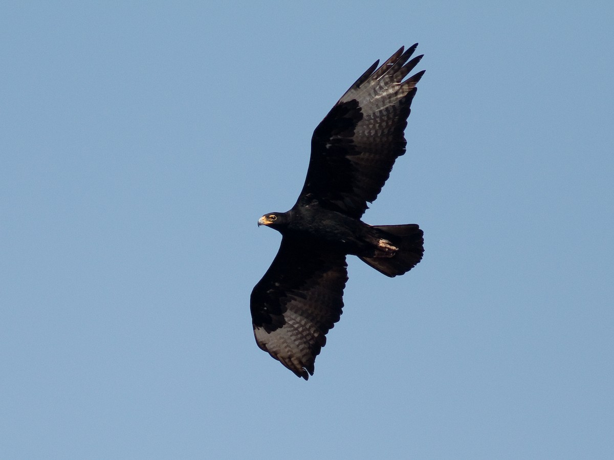 Verreaux's Eagle - ML173607401