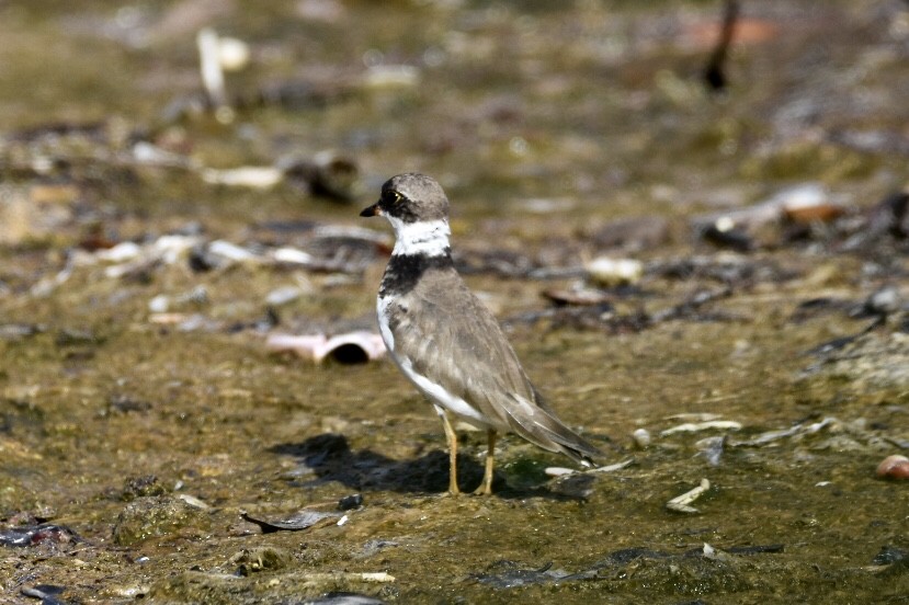 Semipalmated Plover - ML173607721