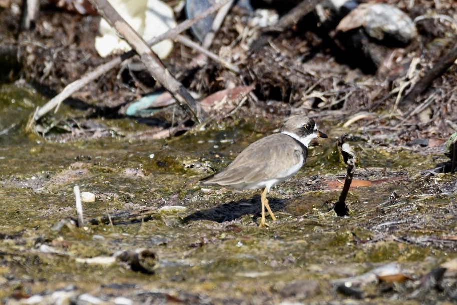 Semipalmated Plover - ML173607741