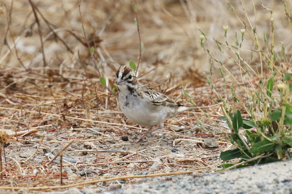 Lark Sparrow - ML173607911