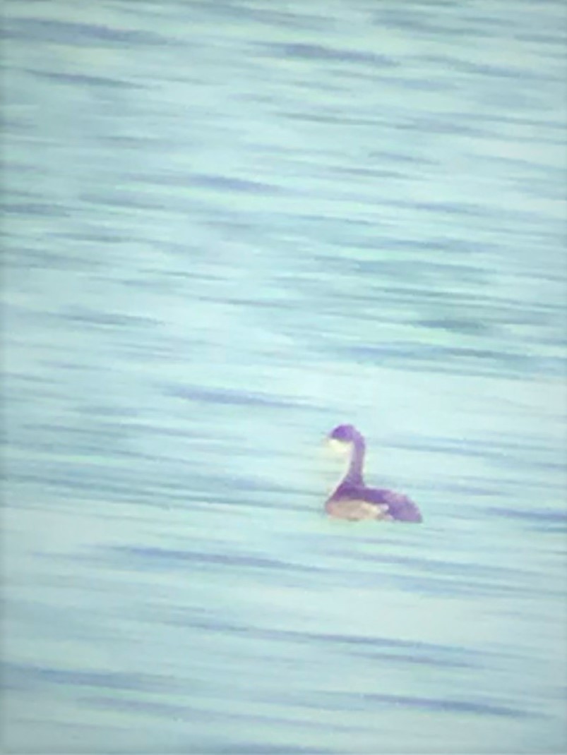 Eared Grebe - ML173608361