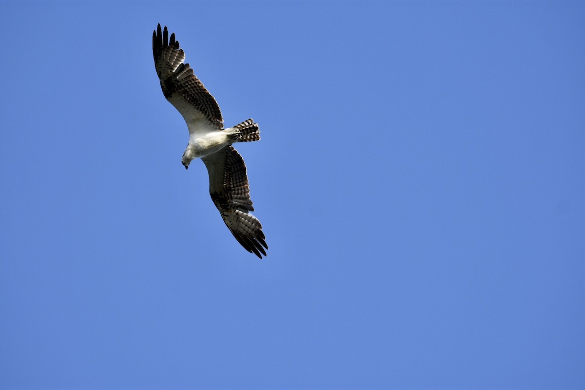 Águila Pescadora (ridgwayi) - ML173608681