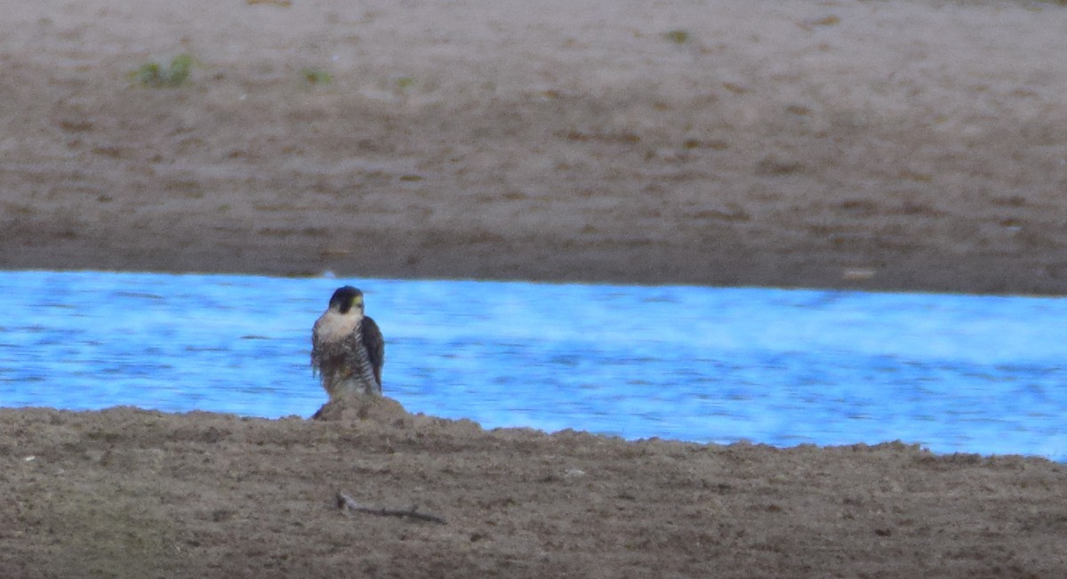 Peregrine Falcon - Bob Godwin