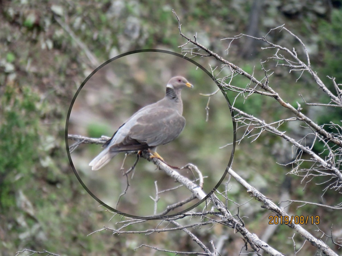 Band-tailed Pigeon - ML173610241