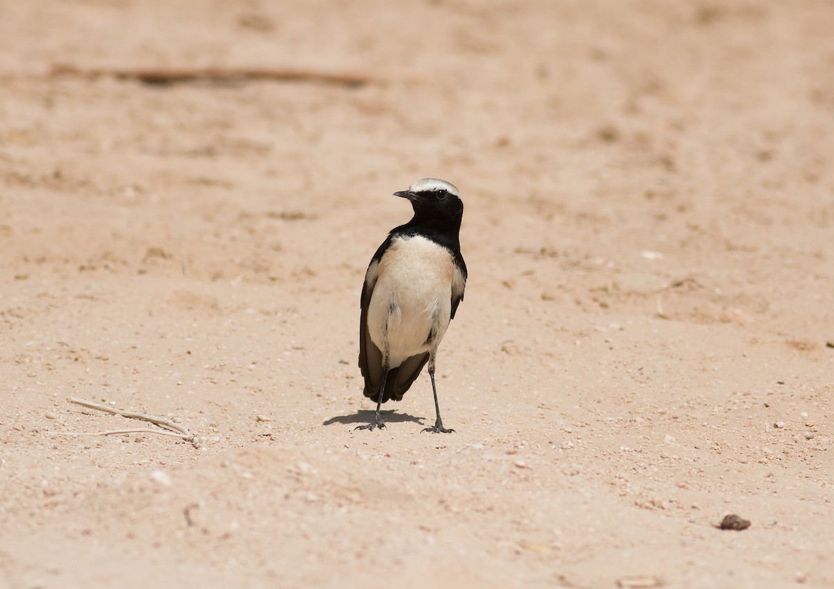 Desert Wheatear - ML173610291