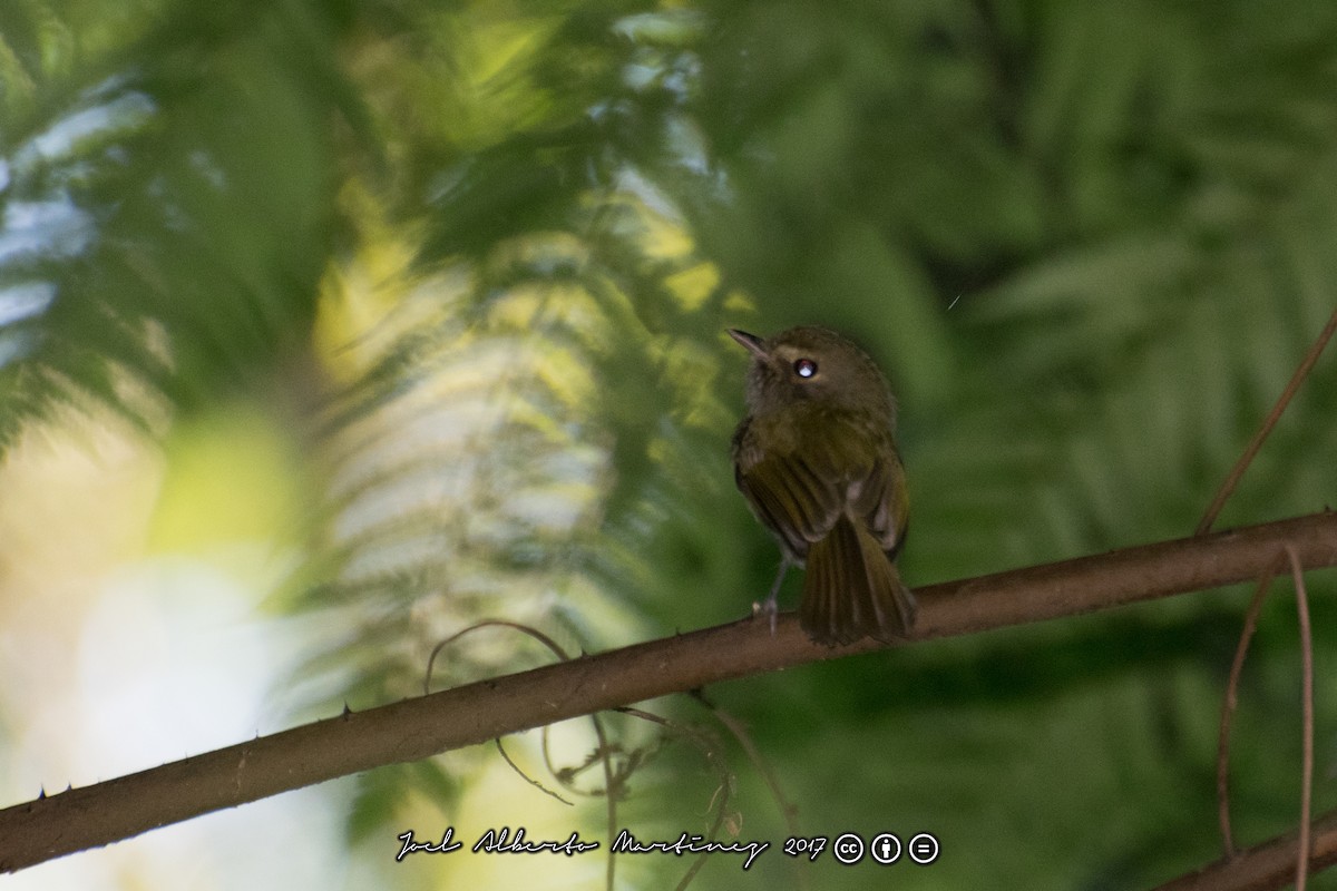 Drab-breasted Pygmy-Tyrant - Joel Martinez