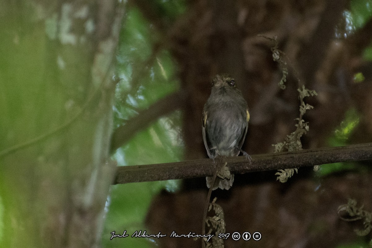 Drab-breasted Pygmy-Tyrant - Joel Martinez