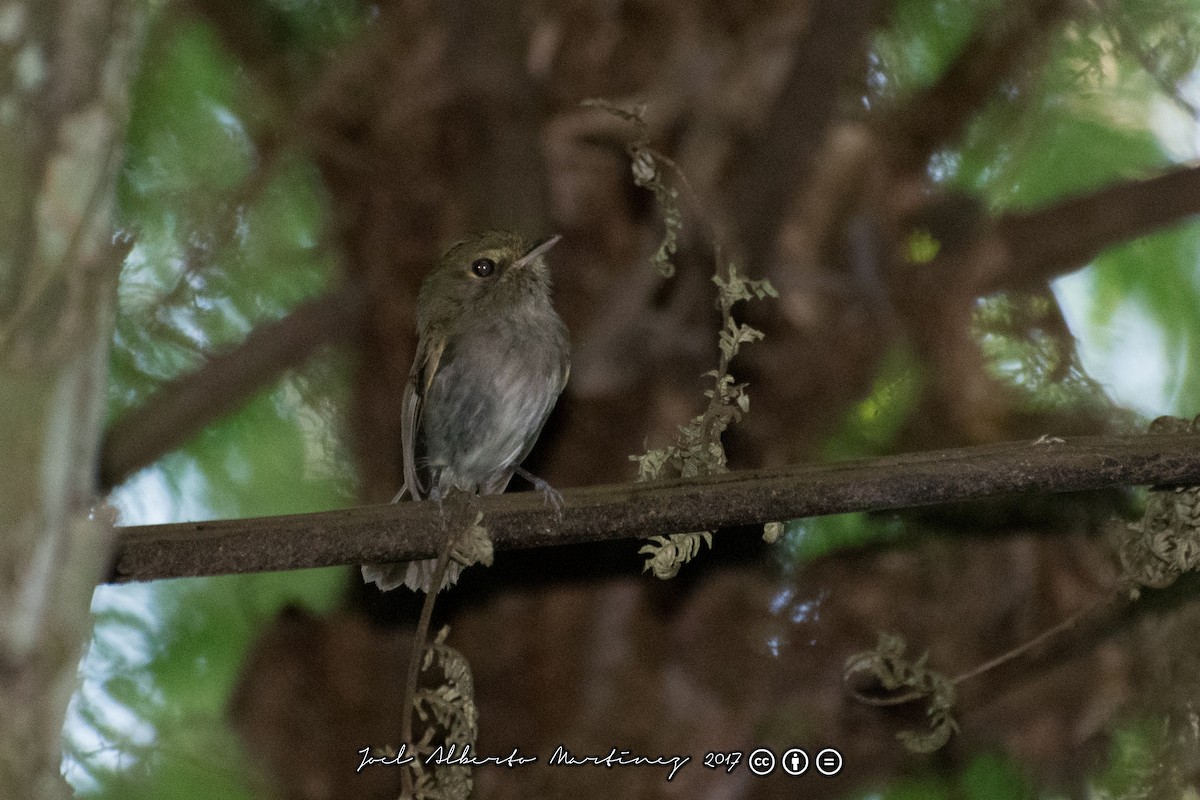 Drab-breasted Pygmy-Tyrant - Joel Martinez