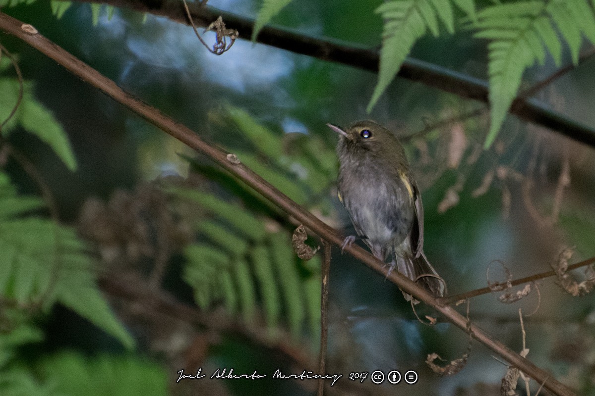 Drab-breasted Pygmy-Tyrant - ML173611271