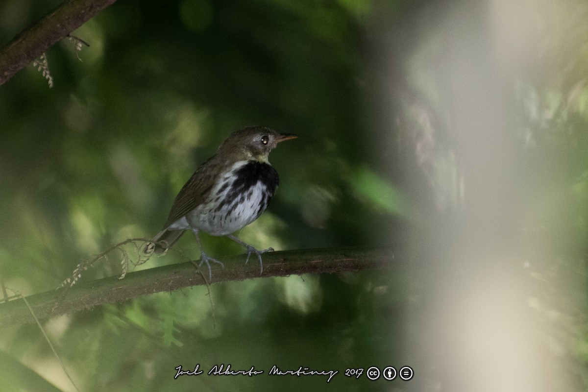 Southern Antpipit - Joel Martinez