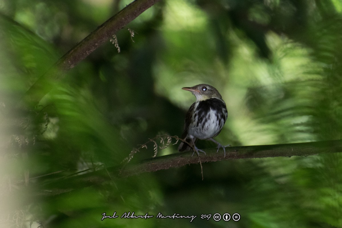 Southern Antpipit - ML173611431