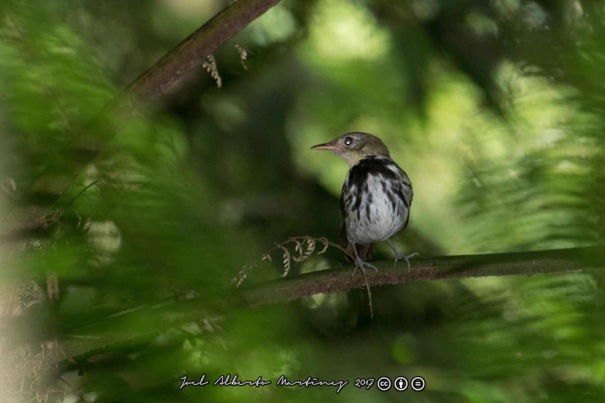 Southern Antpipit - Joel Martinez