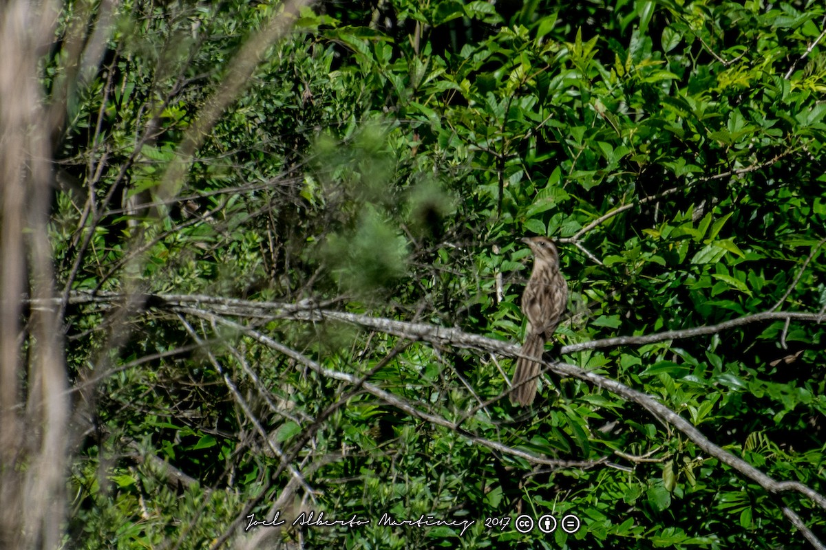 Striped Cuckoo - ML173611881