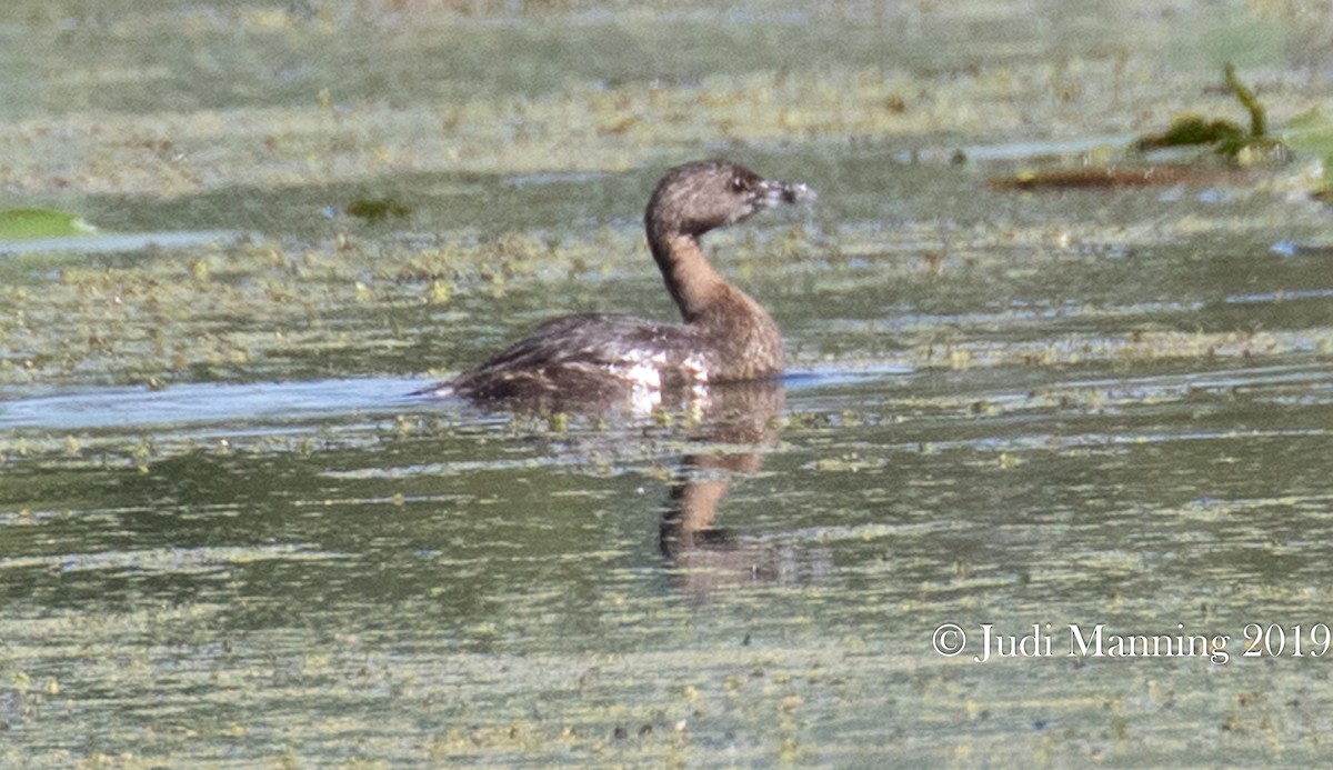 Pied-billed Grebe - Carl & Judi Manning