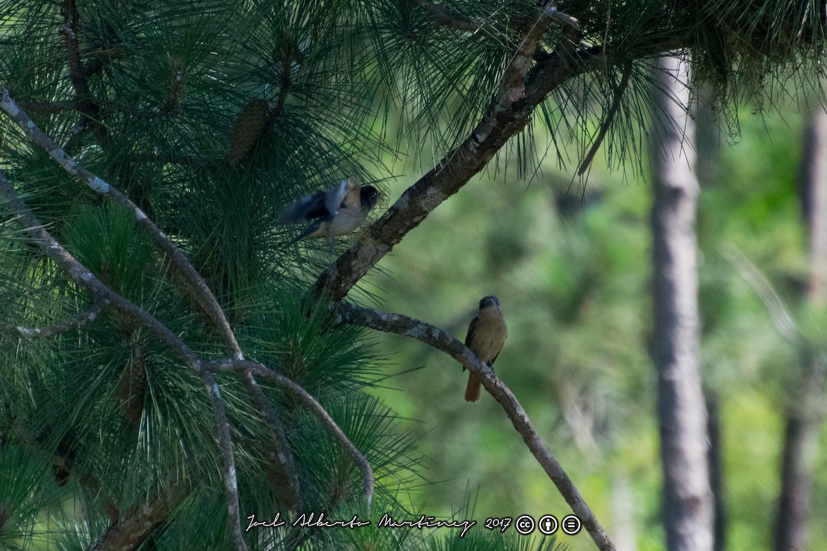 Crested Becard - ML173612511