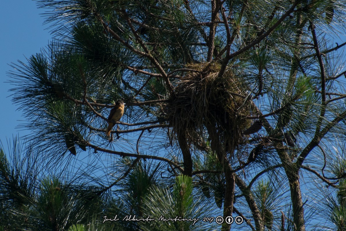 Crested Becard - ML173612521