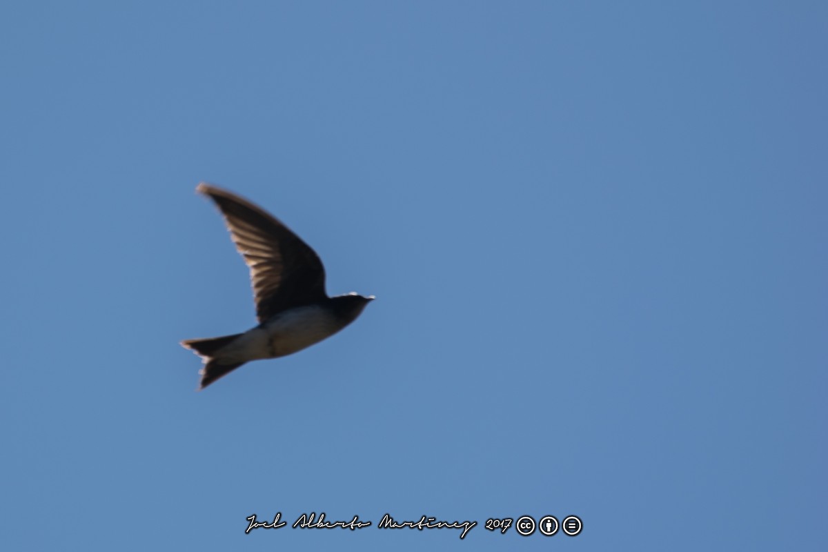 Gray-breasted Martin - ML173612601