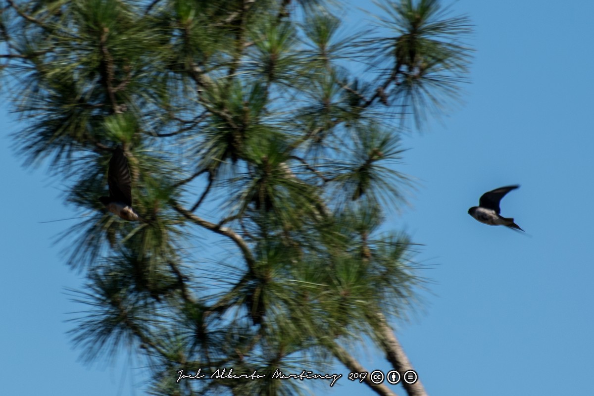 Gray-breasted Martin - ML173612621