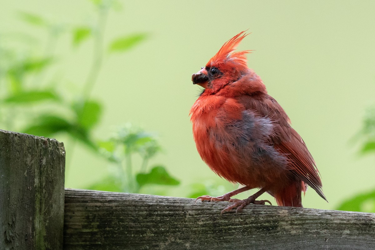 Northern Cardinal - ML173614321