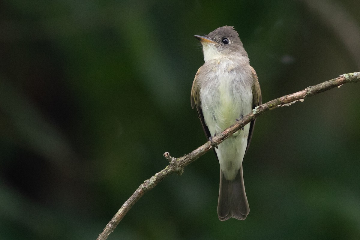 Eastern Wood-Pewee - ML173614351
