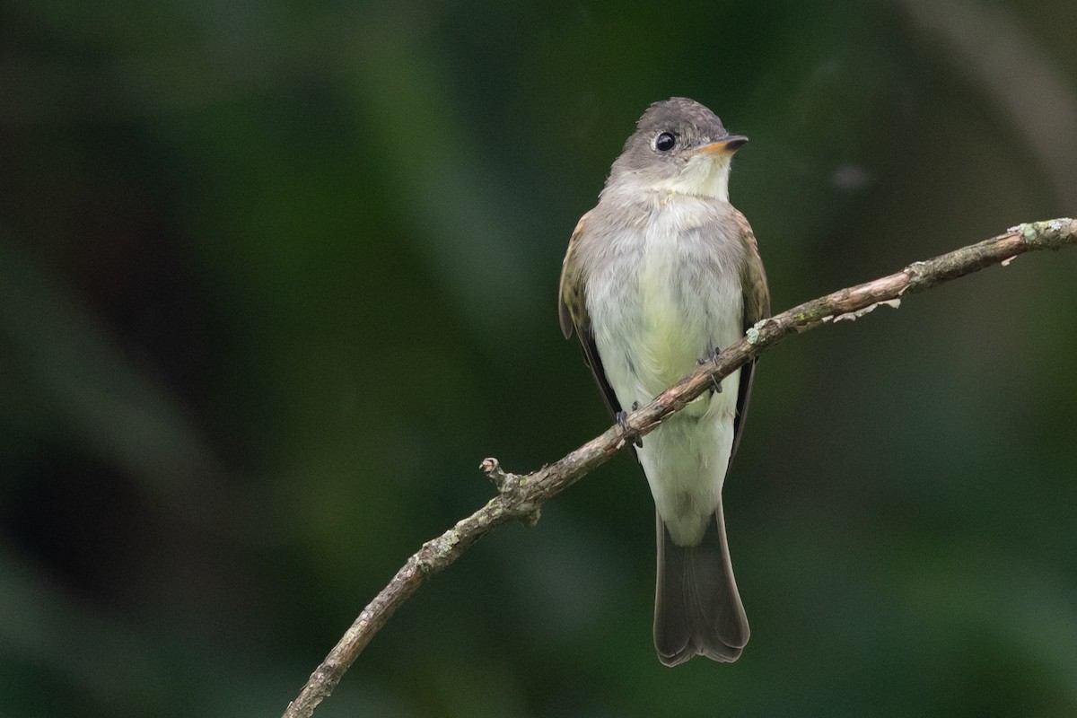 Eastern Wood-Pewee - ML173614361
