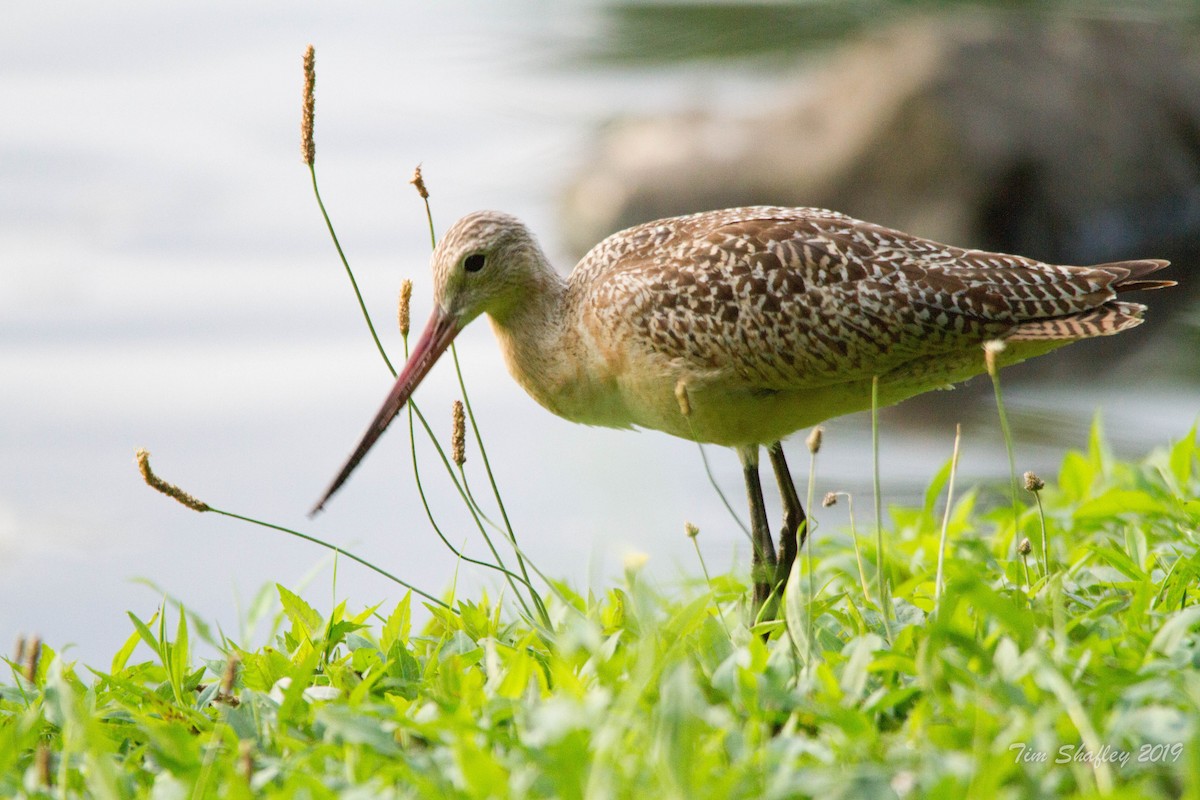 Marbled Godwit - Tim Shafley