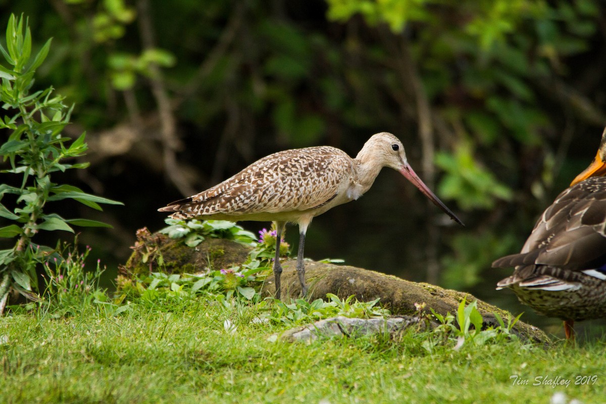Marbled Godwit - ML173614911