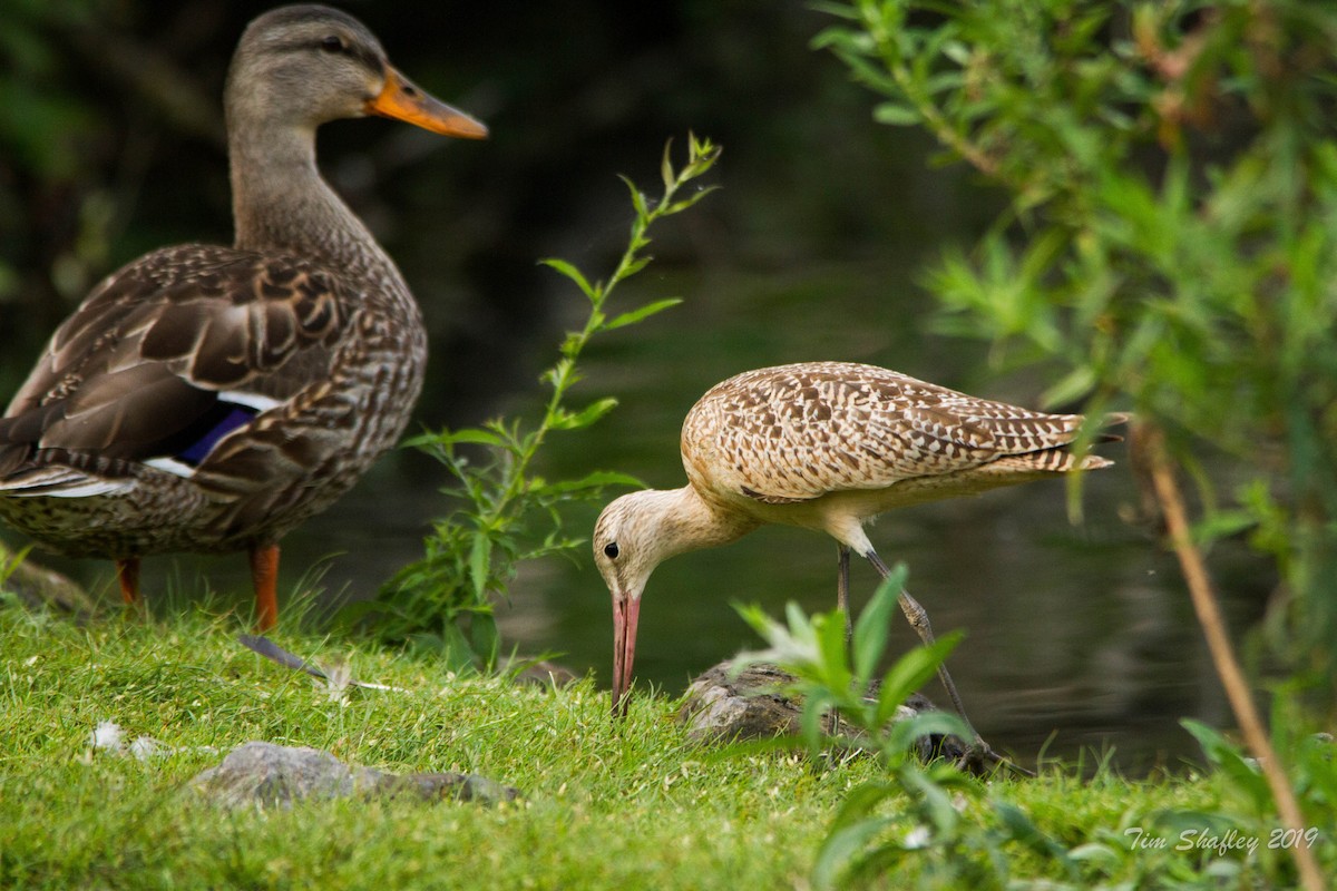 Marbled Godwit - ML173614931