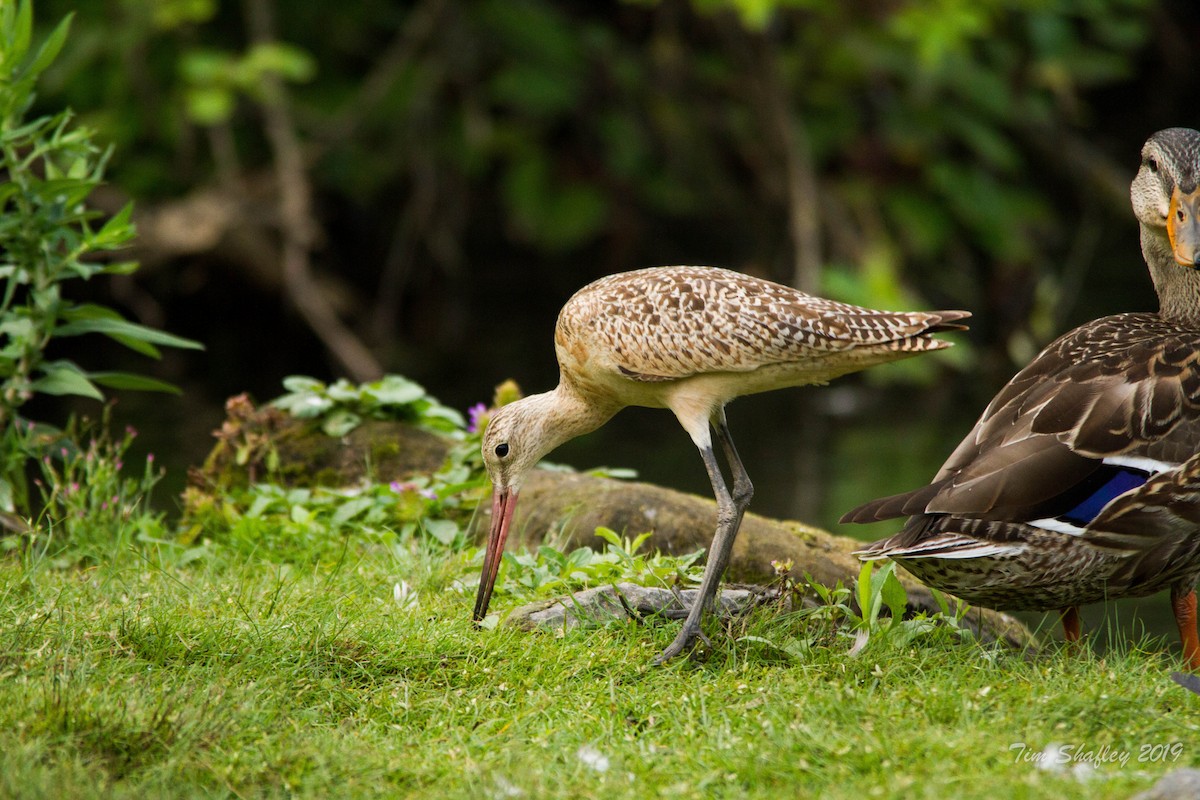 Marbled Godwit - ML173614941