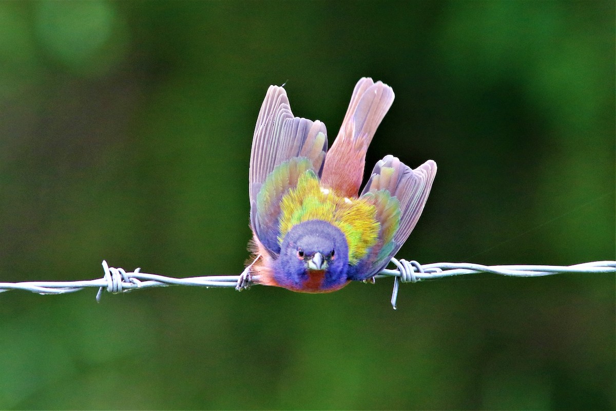 Painted Bunting - Ronald Goddard