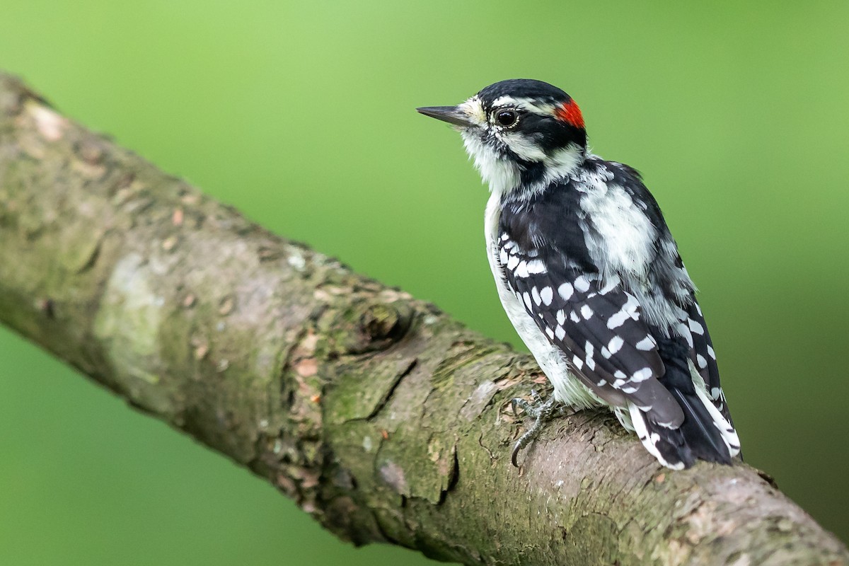 Downy Woodpecker - Brad Imhoff