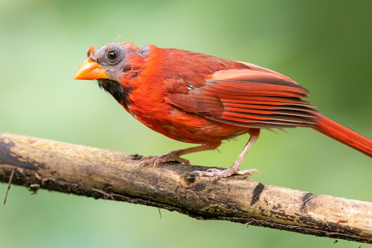 Northern Cardinal - Brad Imhoff