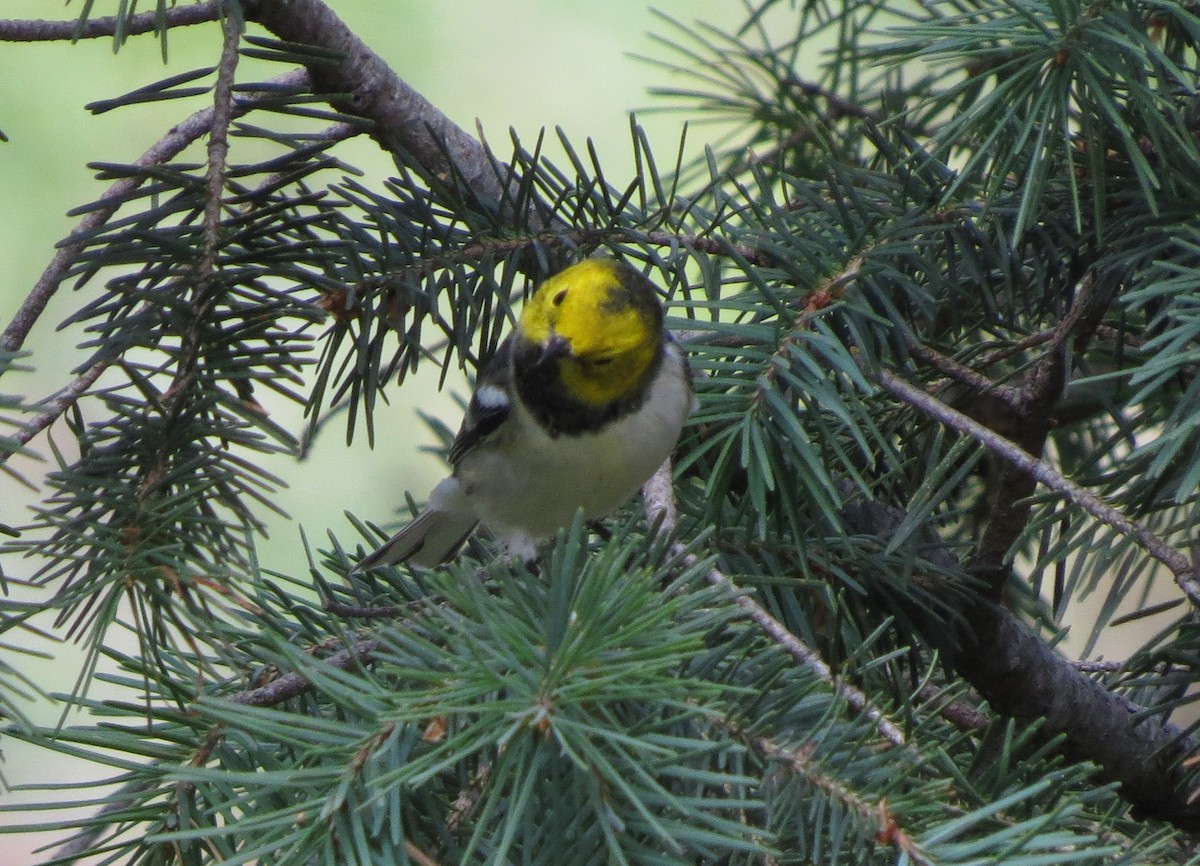 Hermit Warbler - Steve Hosmer