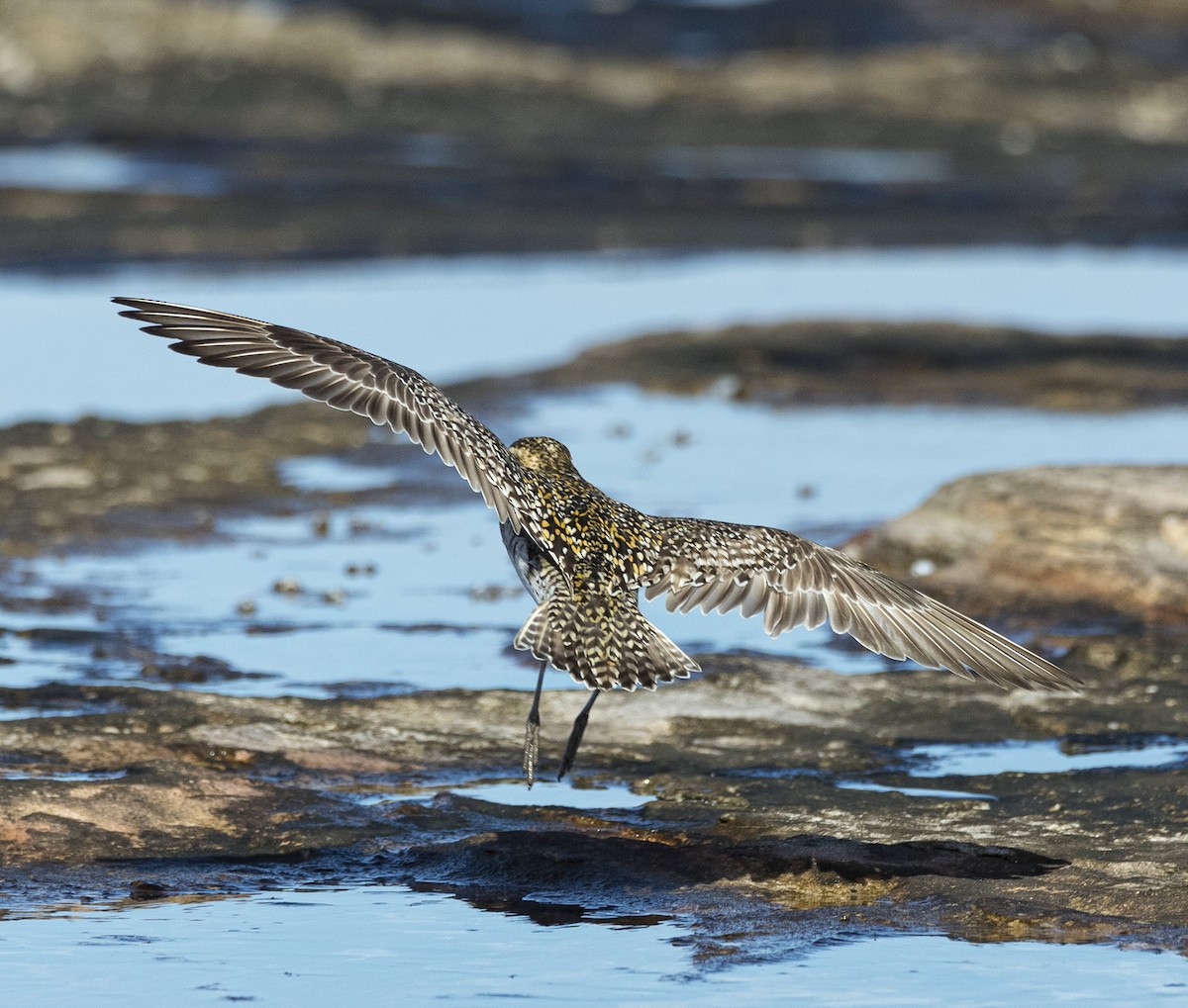 Pacific Golden-Plover - David Sinnott