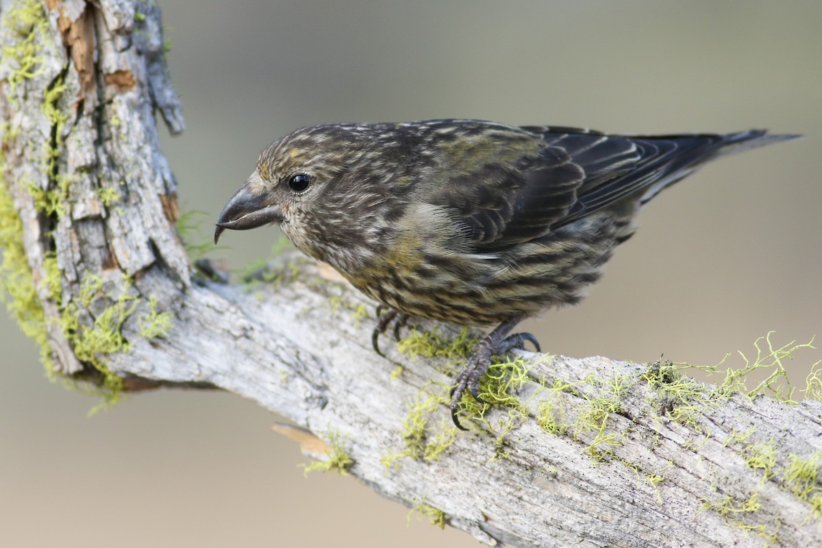 Red Crossbill - ML173620071