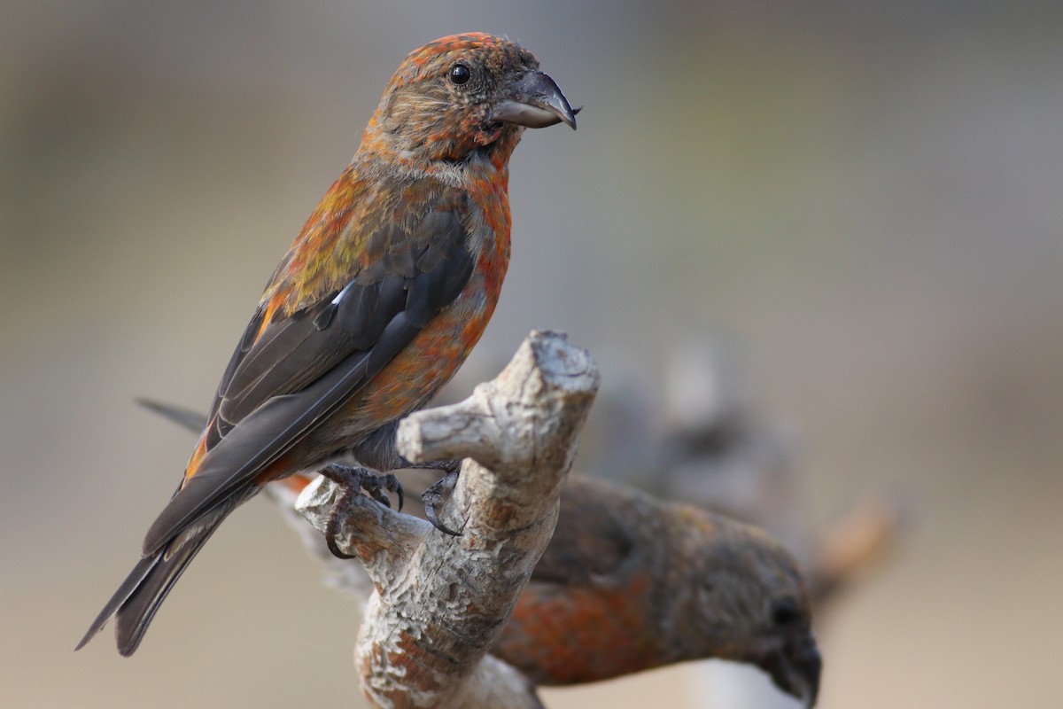 Red Crossbill - ML173620131