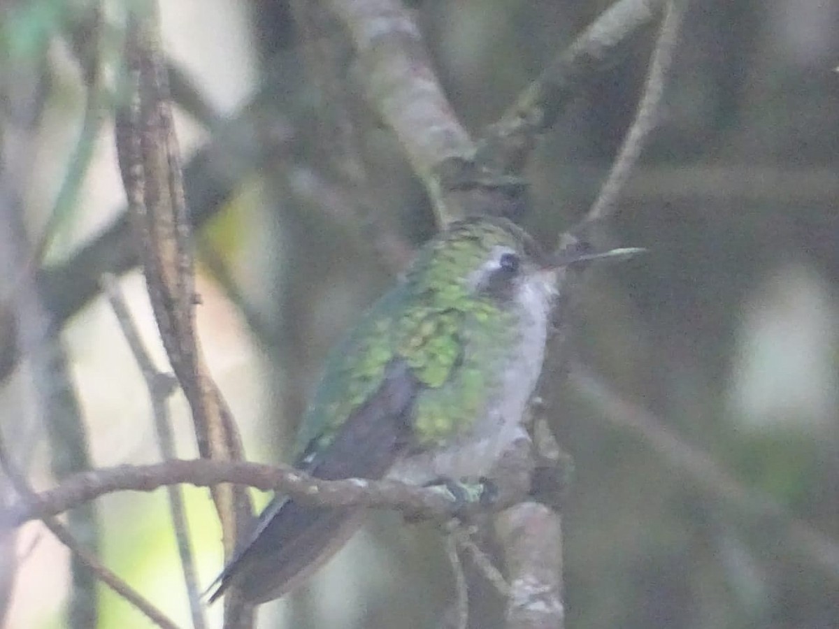 Canivet's Emerald - Club de Observadores de Aves Córdoba-Orizaba