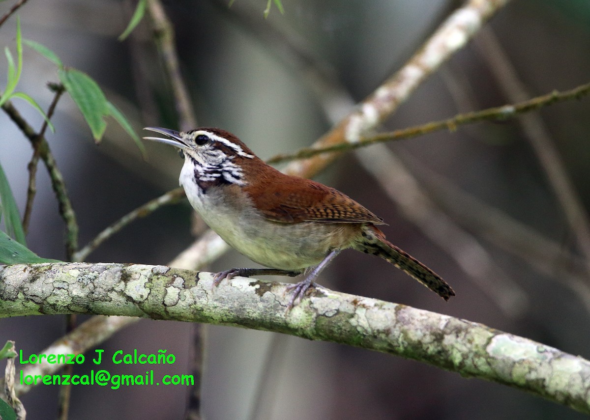 Rufous-and-white Wren - ML173620301