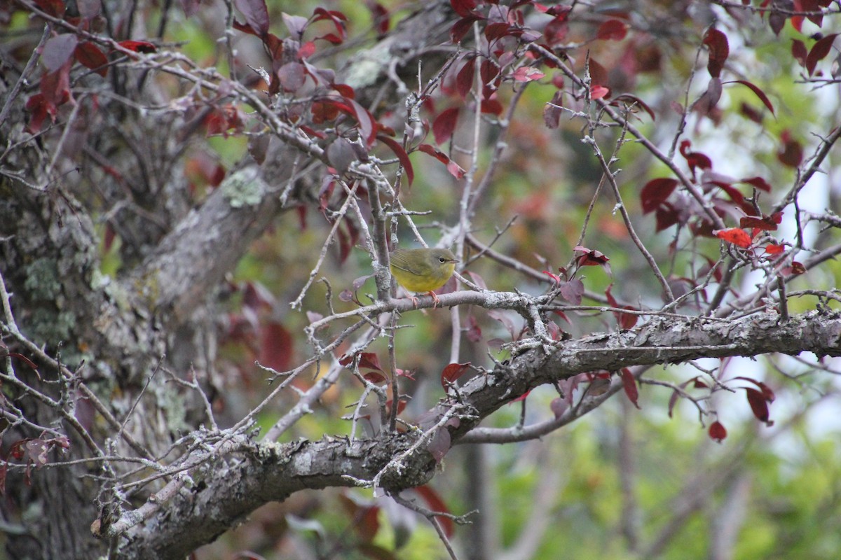 Mourning Warbler - Laurel Barnhill