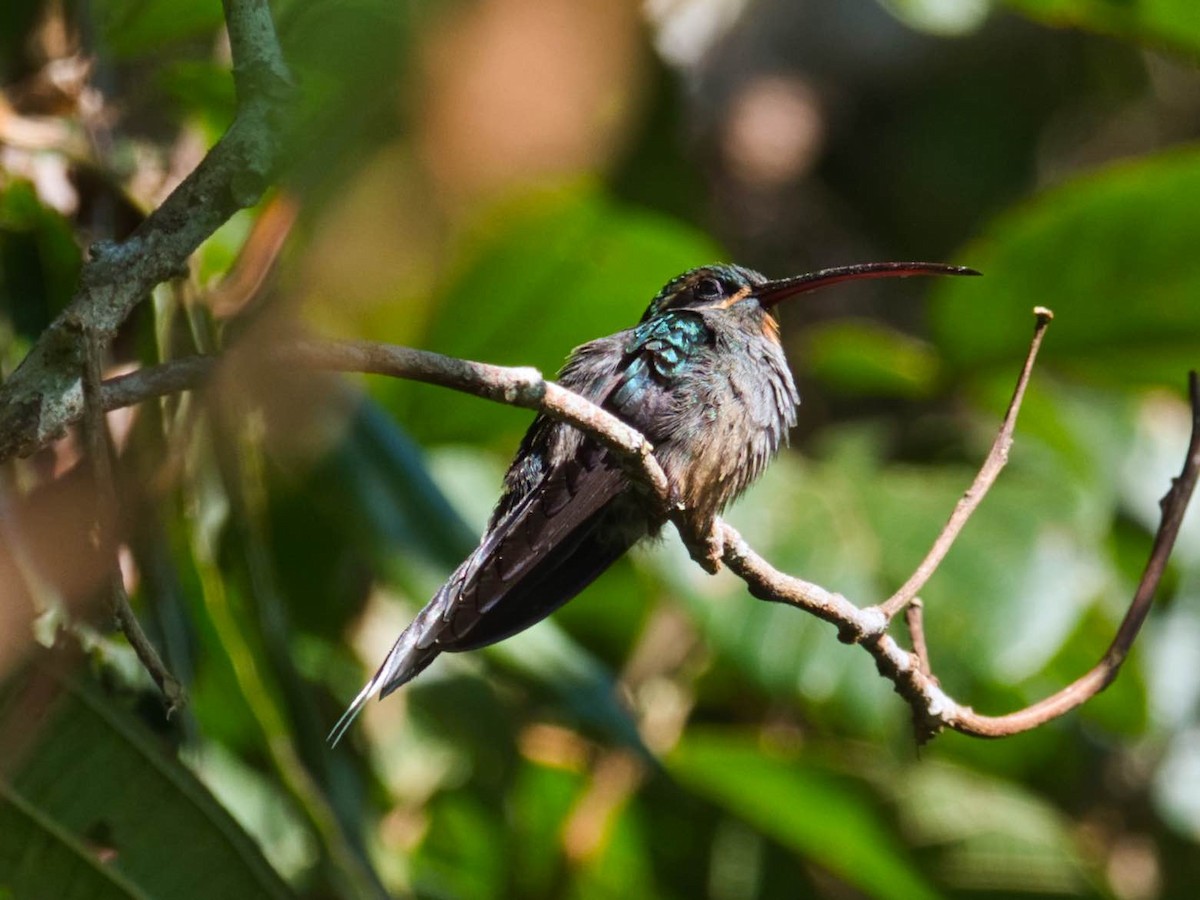 kolibřík šedobřichý - ML173620861