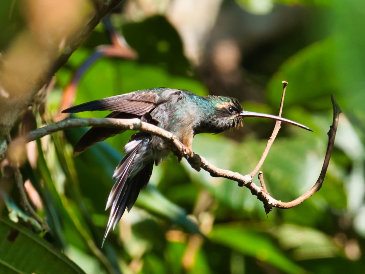 kolibřík šedobřichý - ML173620871