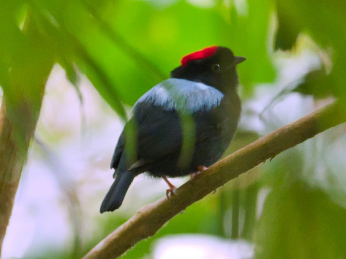 Yungas Manakin - Eric Carpenter