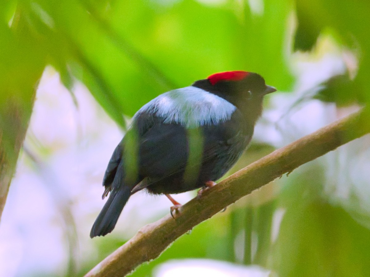 Manakin des yungas - ML173621111