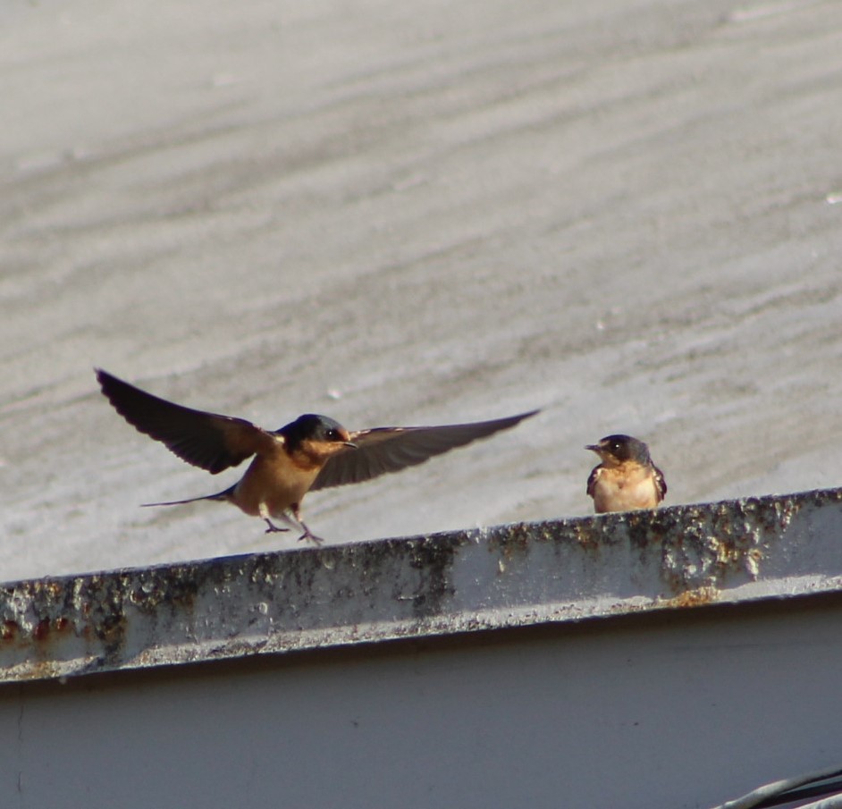 Barn Swallow - Mark Hughes