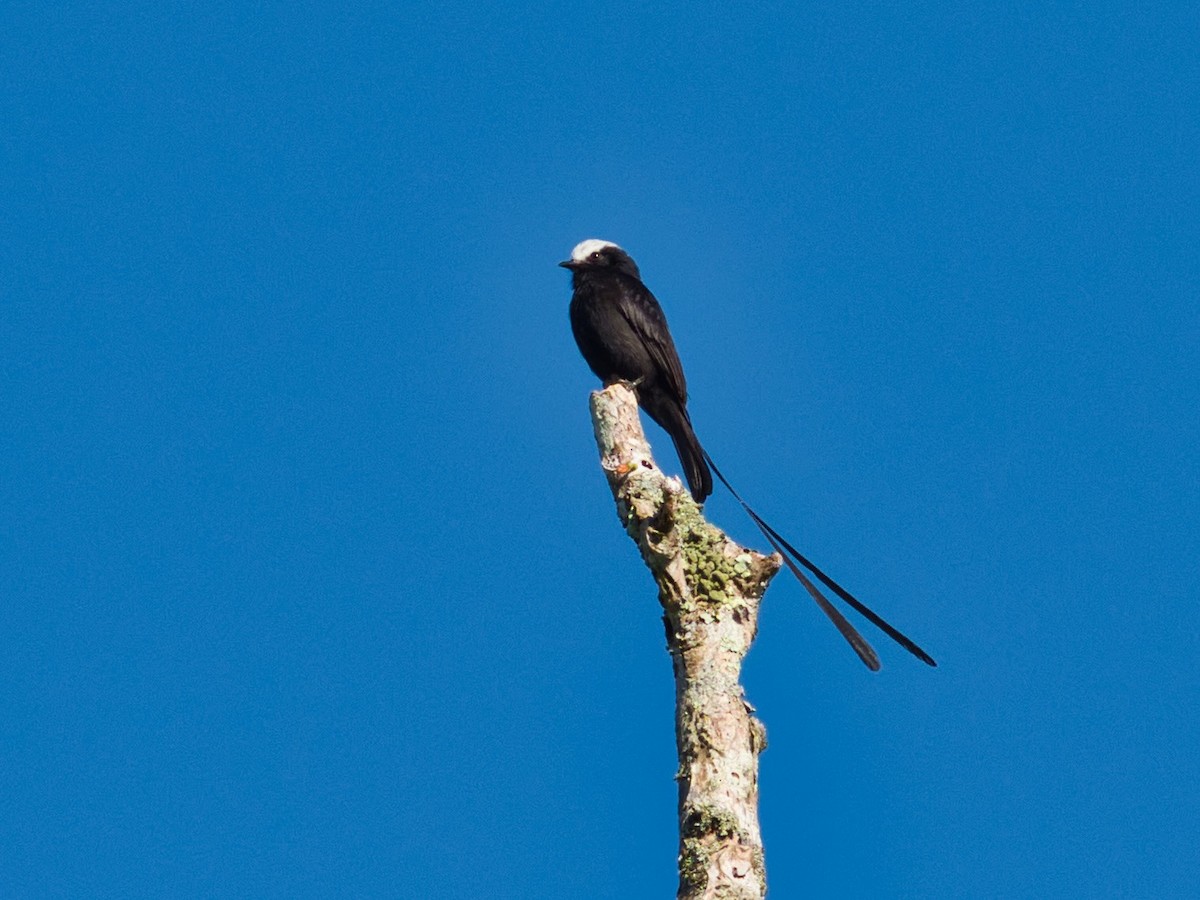 Long-tailed Tyrant - Eric Carpenter