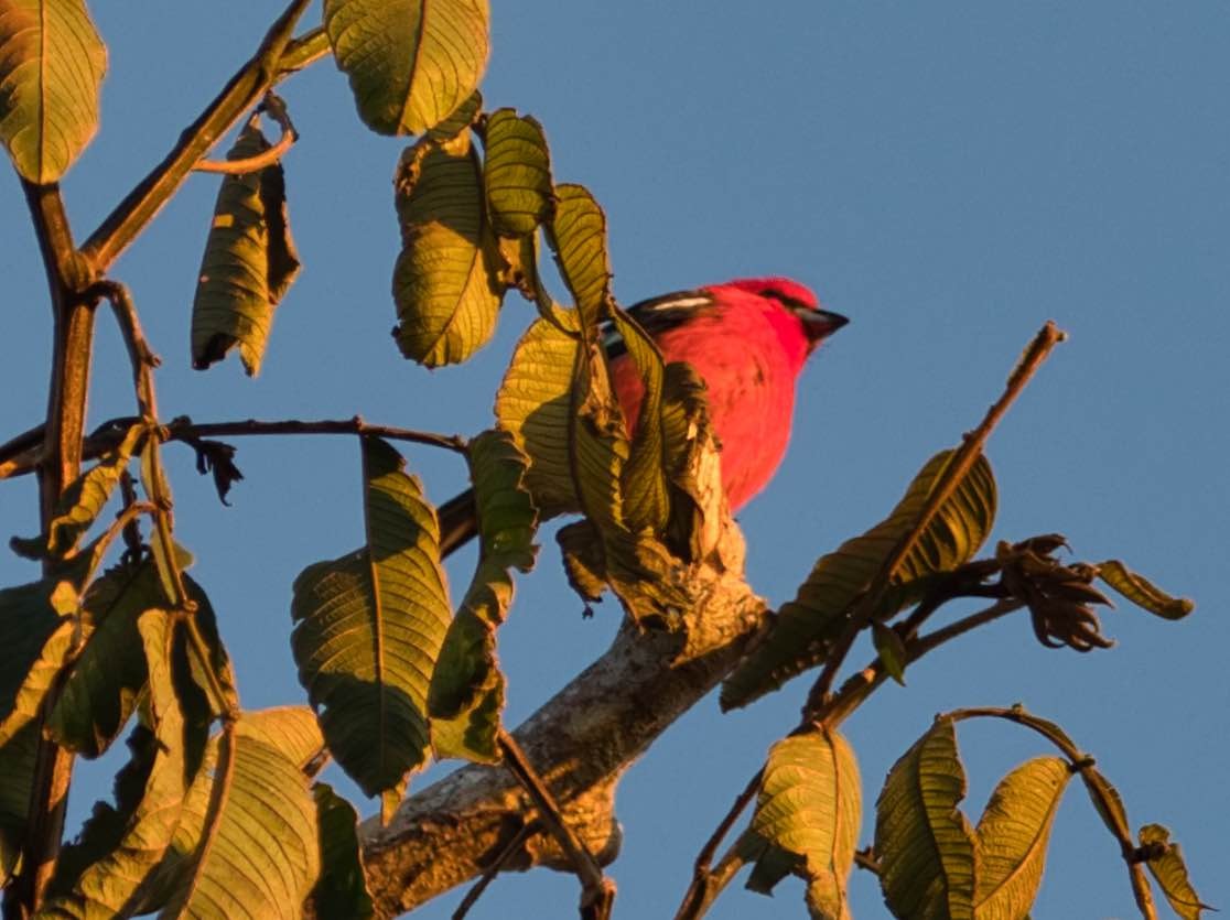 White-winged Tanager - ML173621241