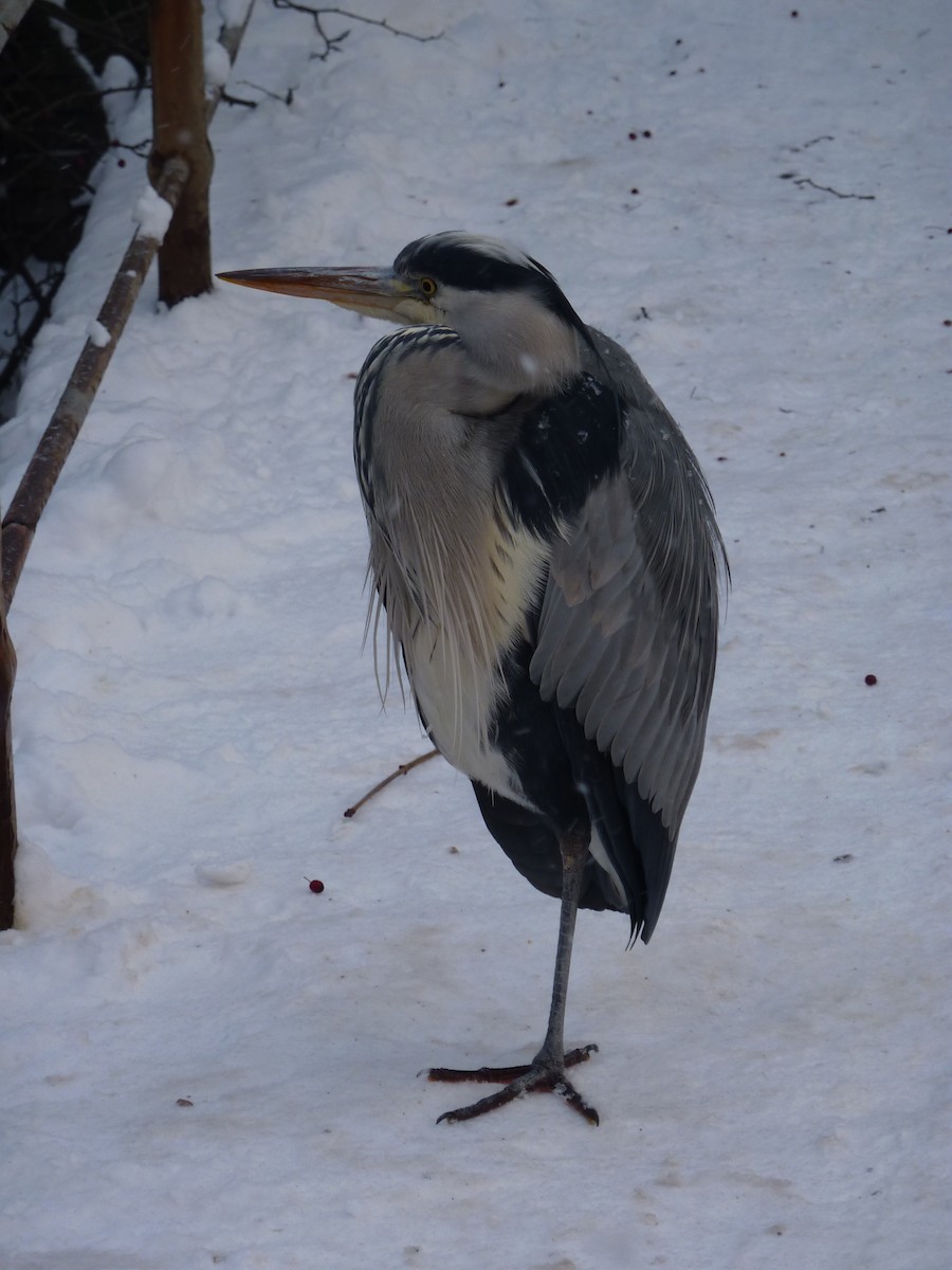 Gray Heron - Anonymous