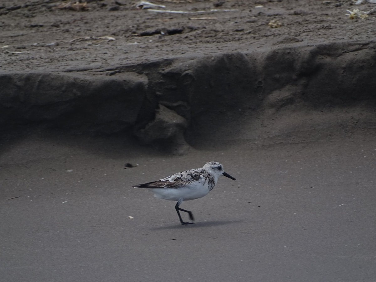 Bécasseau sanderling - ML173621831