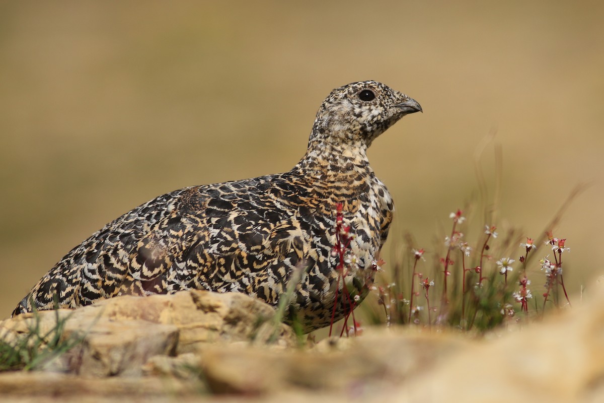 White-tailed Ptarmigan - Jonathan Eckerson