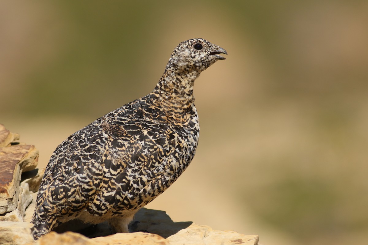 White-tailed Ptarmigan - Jonathan Eckerson
